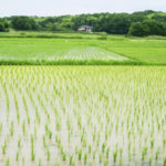 太閤検地とは?わかりやすく解説!目的や意義、石高についても!