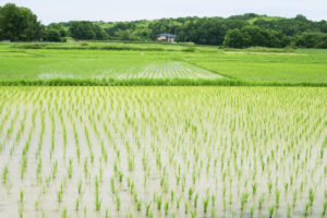 太閤検地とは？わかりやすく解説！目的や意義、石高についても！
